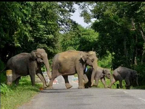 தமிழகத்தில் கடந்த 5 ஆண்டுகளில் 525 யானைகள் பலி