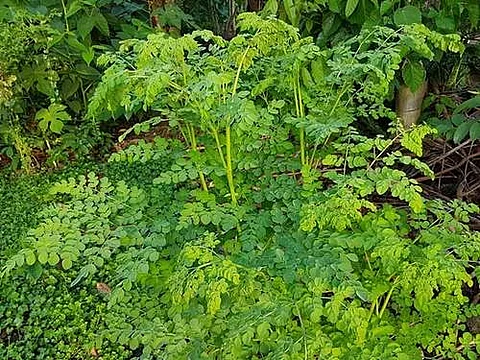 முருங்கைக்கீரை