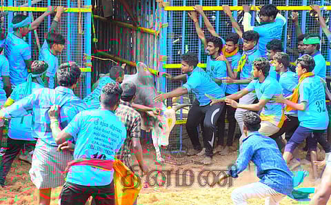 700 காளைகள், 300 காளையர்கள் களம் காணும் மணப்பாறை ஜல்லிக்கட்டு