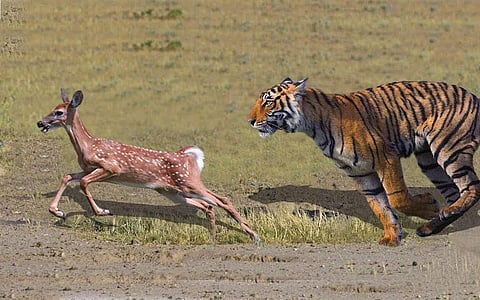 அங்கிள் ஆன்டெனா