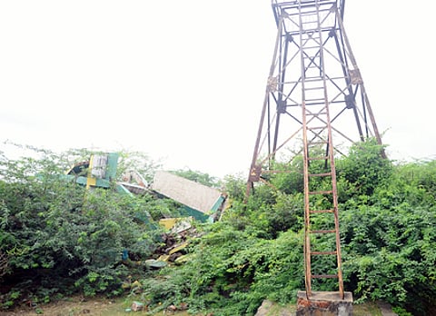 கோடியக்கரை சரணாலயத்தில் கஜா புயலில் சேதமடைந்த பாா்வையாளா்கள் கோபுரத்தின் கீழ் பகுதியில் வளா்ந்துள்ள சீமைக் கருவேல மரங்கள்.