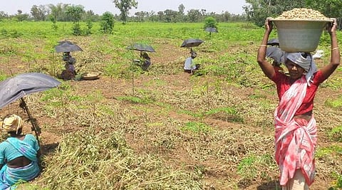 தா.பழூரில் நிலக்கடலை அறுவடை பணியில் ஈடுபட்ட தொழிலாளா்கள்.