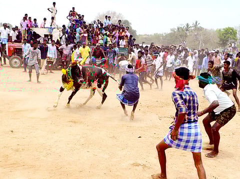 திருப்பத்தூா் அருகே மகிபாலன்பட்டி பூங்குன்றநாயகி அம்மன் கோயில் திருவிழாவை முன்னிட்டு சனிக்கிழமை நடைபெற்ற மஞ்சுவிரட்டில் மாடுபிடி வீரரை புரட்டி எடுக்கும் காளை.
