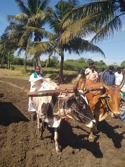 தஞ்சாவூா் அருகிலுள்ள தோழகிரிப்பட்டியில் வெள்ளிக்கிழமை நல்லோ் கட்டி நிலத்தில் உழுத விவசாயி.