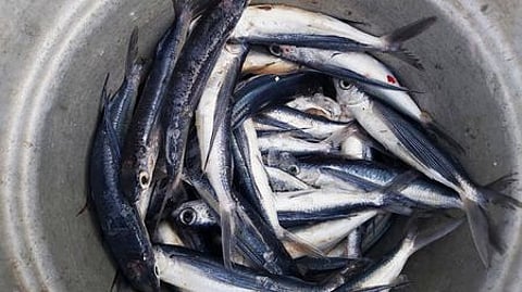 ஆறுதல் அளிக்காத கோலா மீன் வரத்து