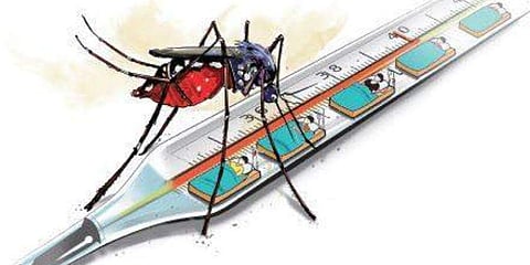 முடிவுக்கு வருமா கொசுத்தொல்லை?