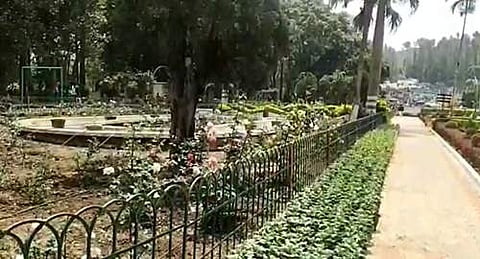 சுற்றுலாப் பயணிகளை வரவேற்க ஏற்காட்டில் பூத்துக்குலுங்க தொடங்கியிருக்கும் மலர்கள்