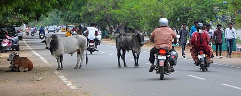 திருச்சி அண்ணாவிளையாட்டு அரங்கம் அருகேயுள்ள சாலையில் புதன்கிழமை சாலையில் நிற்கும் மாடுகள்.