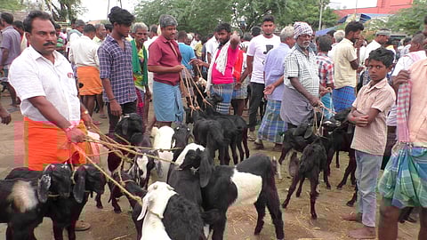 ஆடுகள் குறைந்து காணப்படும் கால்நடைச் சந்தை.