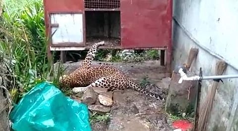 வால்பாறையில்  கோழியை பிடிக்க வந்த சிறுத்தை பலி