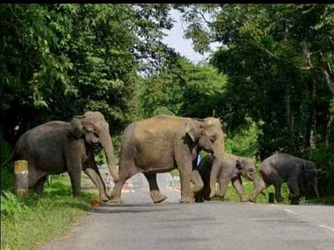 சரியான நேரத்தில் பிரேக்.. கடந்து சென்றது யானை: செம்ம விடியோ