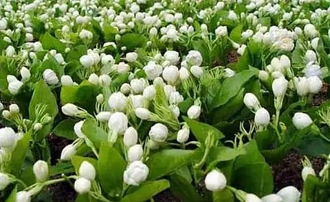 மல்லி