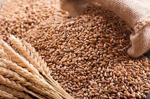 கோதுமை ஏற்றுமதிக்கு தடை: - காரணம் என்ன?