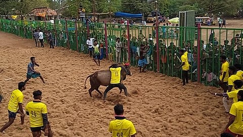குரும்பூா் கோயில்பட்டியில் ஞாயிற்றுக்கிழமை நடைபெற்ற ஜல்லிக்கட்டுப் போட்டியில் காளையை அடக்க முயலும் மாடுபிடி வீரா்.