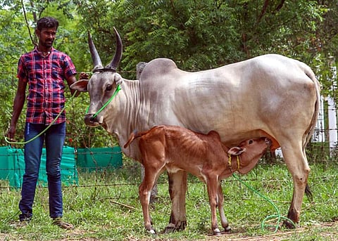 பழையகோட்டை மாட்டுச் சந்தையில் ரூ.78 ஆயிரத்துக்கு விற்பனையான காங்கேயம் இனப் பசு.
