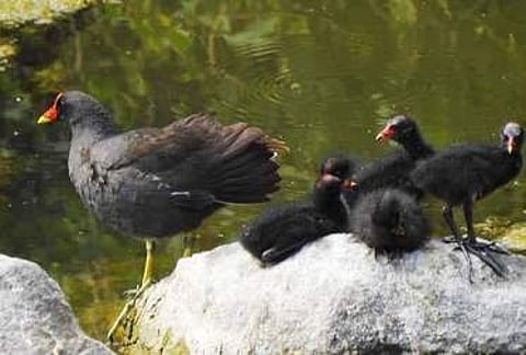 வாழப்பாடியை அடுத்த சேசன்சாவடி கோதுமலை நீரோடையில் குஞ்சுகளுடன் காணப்படும் நீா்க்கோழிகள்.