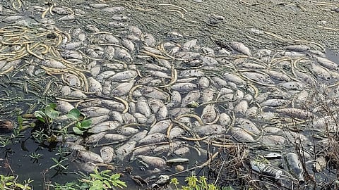 செத்து மிதக்கும் மீன்கள்.