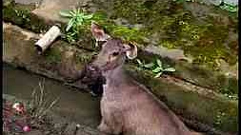 நாய்களிடம் சிக்கிய மான் மீட்பு!