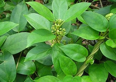 சிறுகுறிஞ்சான்