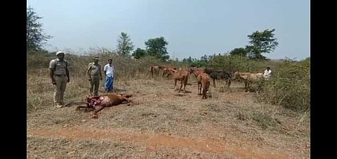 சிறுத்தை தாக்கியதில் குதிரை பலி