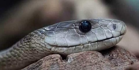 பாம்புகளை கண்டு பயமா? கோடை நிகழ்ச்சி அறிவிப்பு