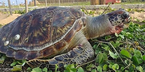 கோப்புப் படம்