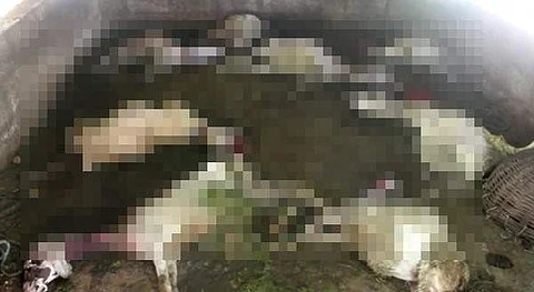 நாட்றம்பள்ளி அருகே மர்ம விலங்கு கடித்து இறந்து கிடந்த ஆடுகள்