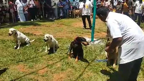 நாய்கள் கண்காட்சி