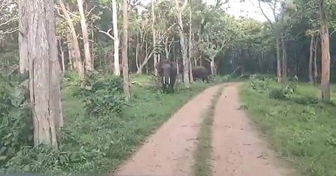 நீலகிரி: முதுமலை வனப்பகுதியில் வனத்துறையினருடைய வாகனத்தை விரட்டிய காட்டு யானை