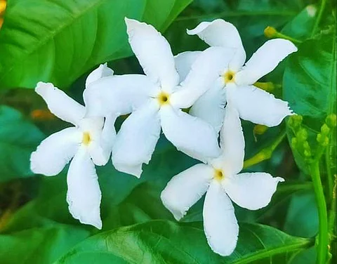 வாழப்பாடி பகுதியில் பூத்துக்குலுங்கும் மலர்கள்.