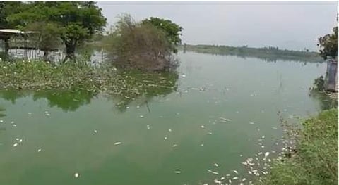 மீன்கள் செத்து மிதக்கும் மணிவிழுந்தான் ஏரி