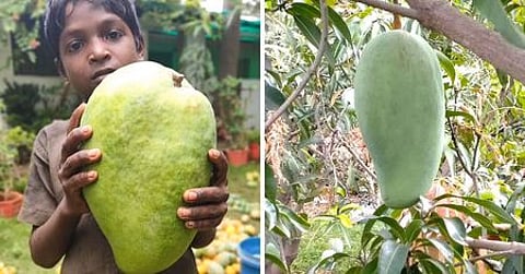 ம.பி.யில் ஆயிரம் ரூபாய்க்கு விற்பனையாகும் ‘நூா்ஜஹான்’ மாம்பழம்!