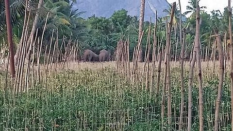 கோவை அருகே வழி தவறி வந்த காட்டு யானை: வனத்திற்குள் விரட்ட தீவிர முயற்சி