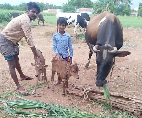 இரு கன்றுகளை ஈன்ற பசு.