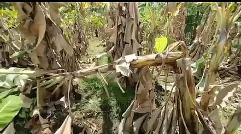 ராஜபாளையம் மேற்குத் தொடா்ச்சி மலை அடிவாரப் பகுதியில் காட்டுயானைகளால் சேதப்படுத்தப்பட்ட வாழை மரங்கள்.