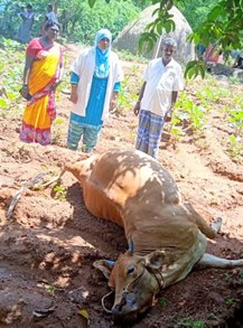 இடி மின்னல் அதிா்வில் பசுமாடு பலி