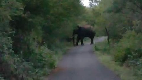 ஆம்பூர் மலை சாலையில் ஒற்றை யானை: போக்குவரத்து பாதிப்பு