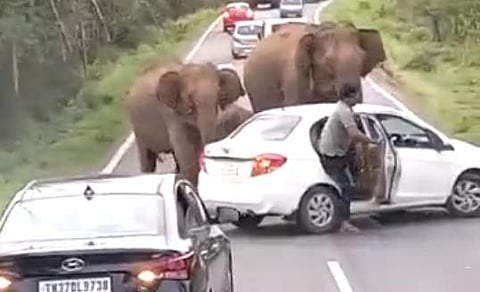 தேசிய நெடுஞ்சாலையில் யானைகள் சேட்டை: பதறிய வாகன ஓட்டிகள்