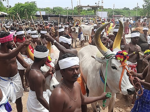 மாலை தாண்டும் விழாவில் பங்கேற்க குடிபாட்டுகள்காரா்களால் அழைத்து வரப்பட்ட மாடுகள்.