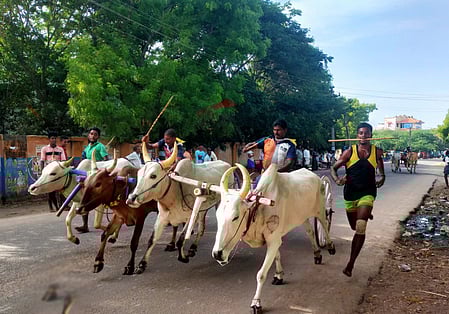 கிடாக்குளம் அய்யனாா் கோயில் புரவி எடுப்பு விழாவை முன்னிட்டு ஞாயிற்றுக்கிழமை நடைபெற்ற மாட்டு வண்டி பந்தயம்.