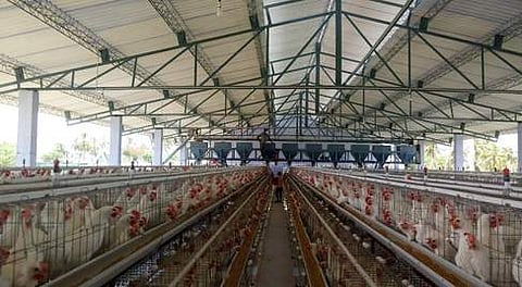 நாட்டில் 40 சதவீத கோழிப் பண்ணைகள் மூடல்: முட்டை விலை தொடா்ந்து அதிகரிக்க வாய்ப்பு