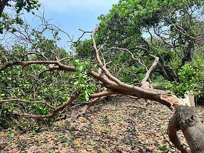 சூறைக் காற்றில் பலா, முந்திரி மரங்கள் சேதம்