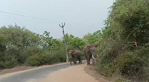 கோவை: வெள்ளியங்கிரி மலை சாலையில் காரை வழிமறித்த காட்டு யானைகள்;  வைரல் விடியோ