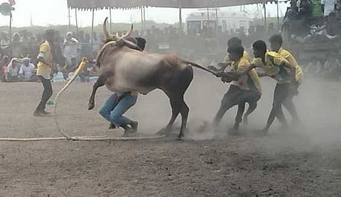 புதுக்கோட்டையில் புதன்கிழமை நடைபெற்ற வடமாடு எருதுகட்டு போட்டியில் காளைகளை அடக்கிய வீரா்கள்.