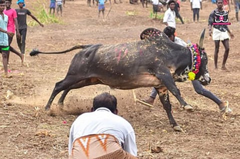 திருப்பத்தூா் தென்மாபட்டு ஆதினமிளகி அய்யனாா் கோயில் புரவி எடுப்பு விழாவையொட்டி ஞாயிற்றுக்கிழமை நடைபெற்ற மஞ்சுவிரட்டில் சீறிப்பாயும் காளை.