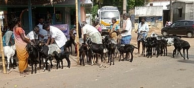 சேனாபதி கிராமத்தில் நடைபெற்ற ஆட்டுக் கொல்லி நோய் தடுப்பூசி முகாம்.