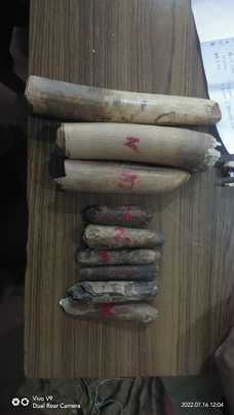 கைப்பற்றப்பட்ட யானைத் தந்த துண்டுகள். ~கைப்பற்றப்பட்ட புலிநகம் மற்றும் பல்.