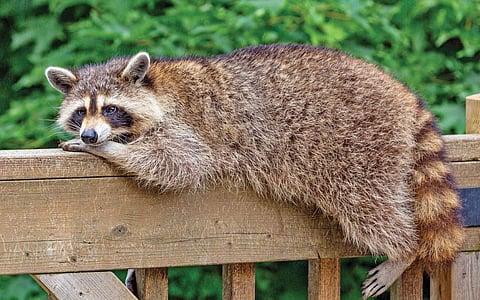 அங்கிள் ஆன்டெனா