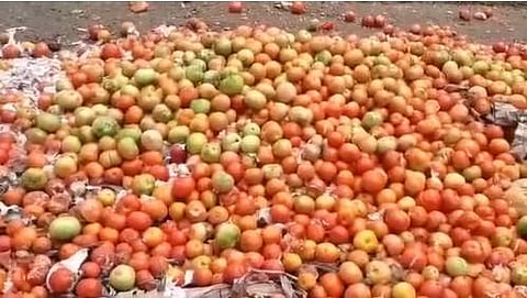 பலரை கோடீஸ்வரர்களாக்கிய தக்காளிக்கு வந்த பரிதாப நிலை