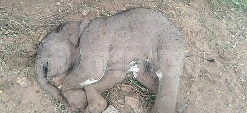 அட்டுக்கல் வனப்பகுதியில் இறந்த நிலையில் கண்டுபிடிக்கப்பட்ட ஒரு மாத ஆண் யானைக்குட்டி